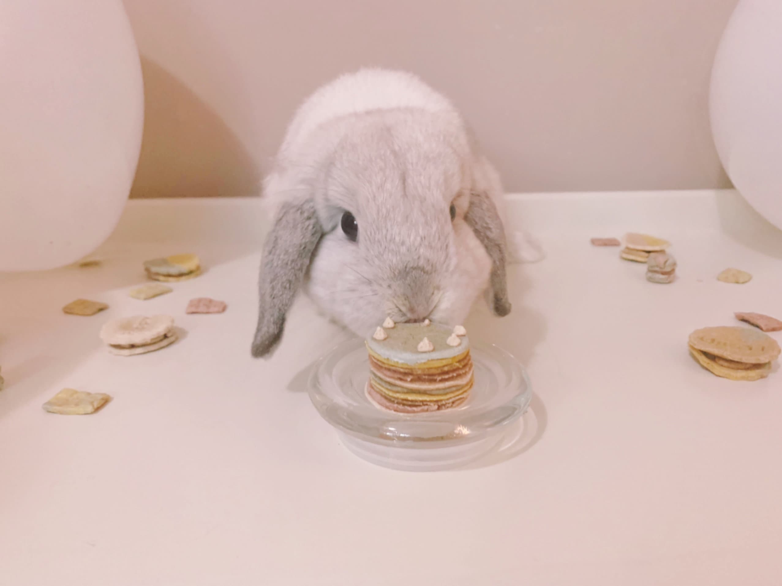 A baking sheet lined with parchment paper holding small round hay-based treat coins ready to go into the oven