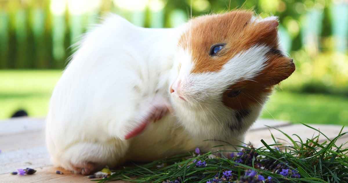 Spotting Mites, Lice, and Fleas in Rabbits and Guinea Pigs