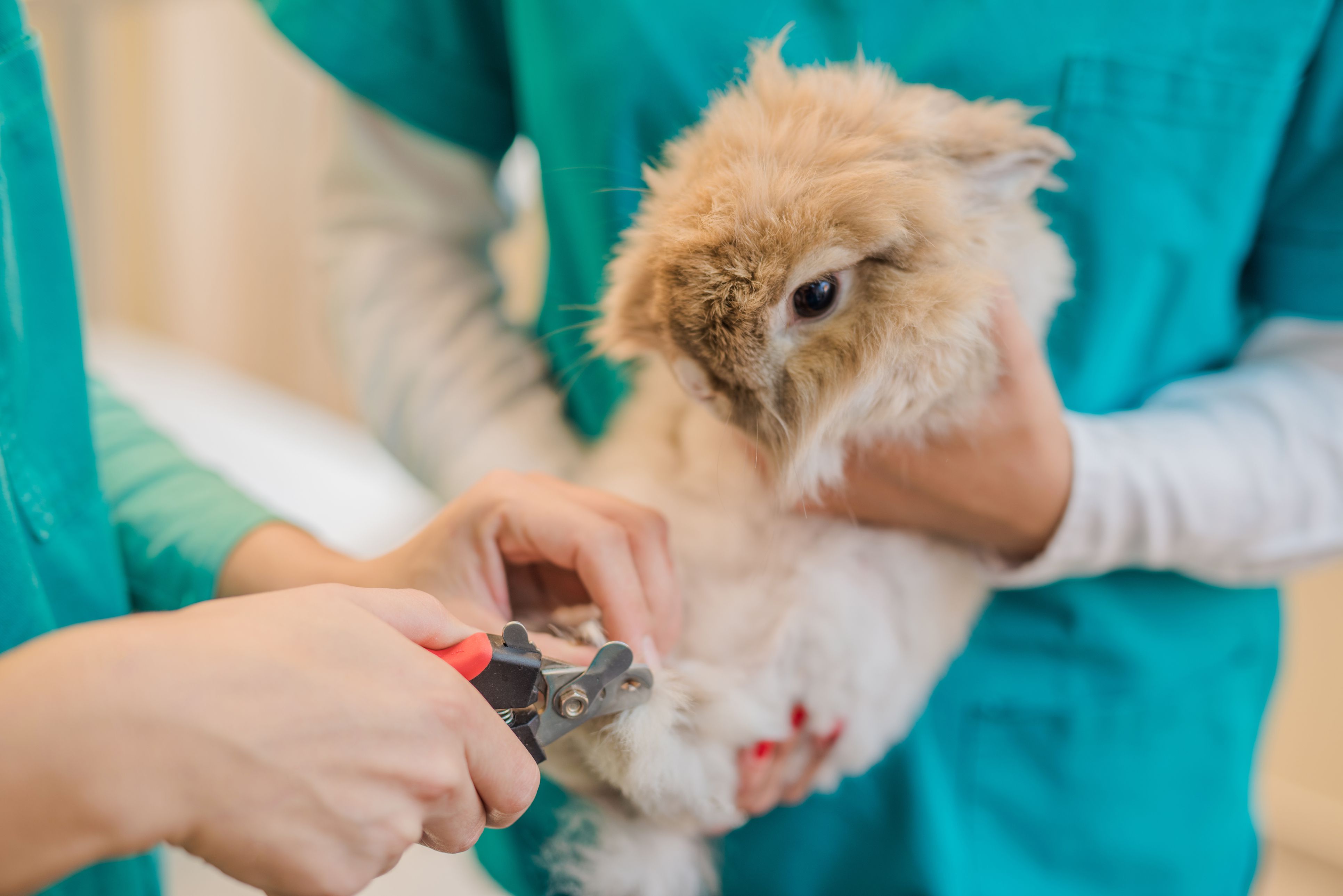 How to Trim Rabbit and Guinea Pig Nails Safely