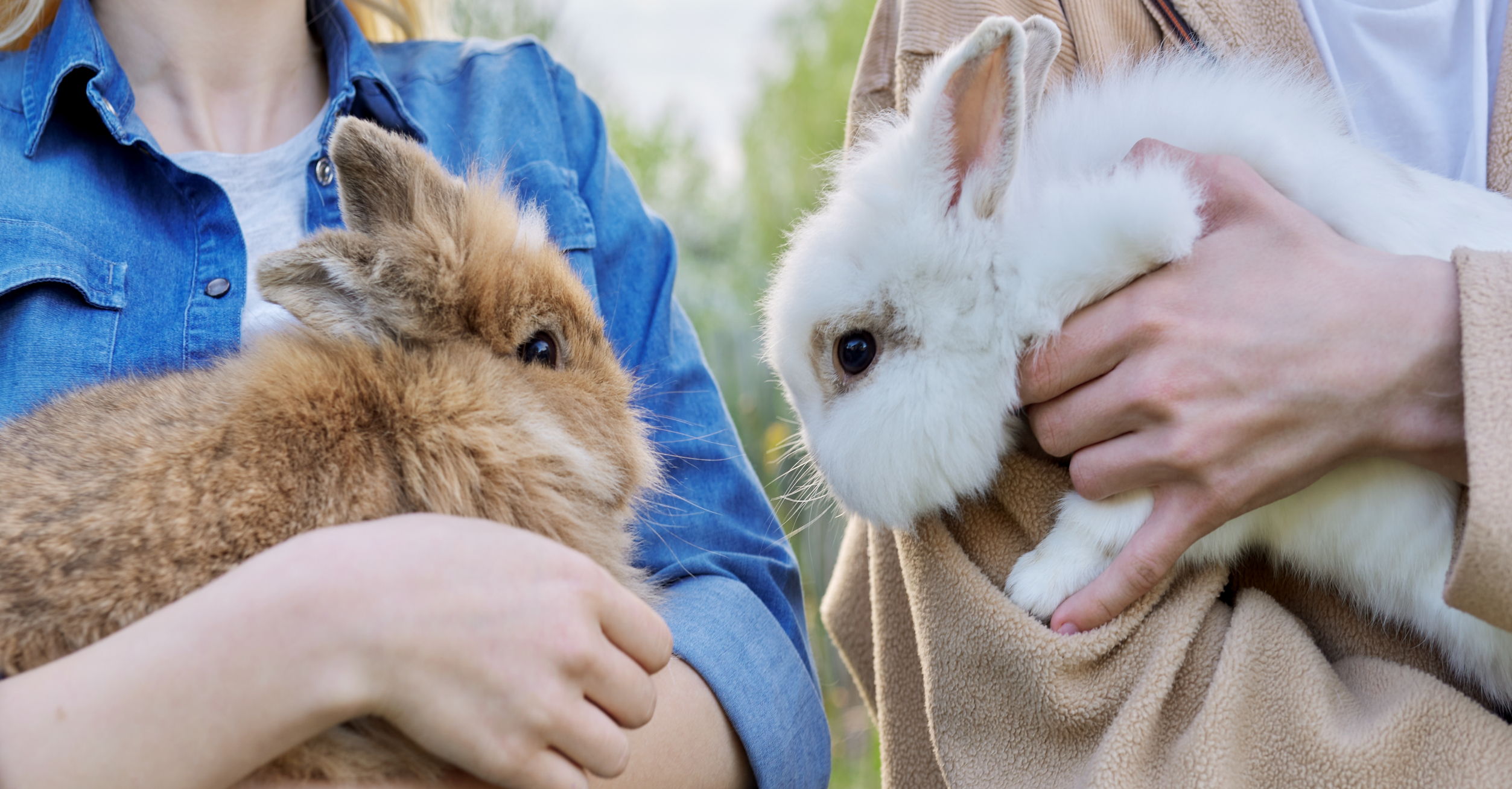 How to Pick Up and Hold Rabbits and Guinea Pigs Safely