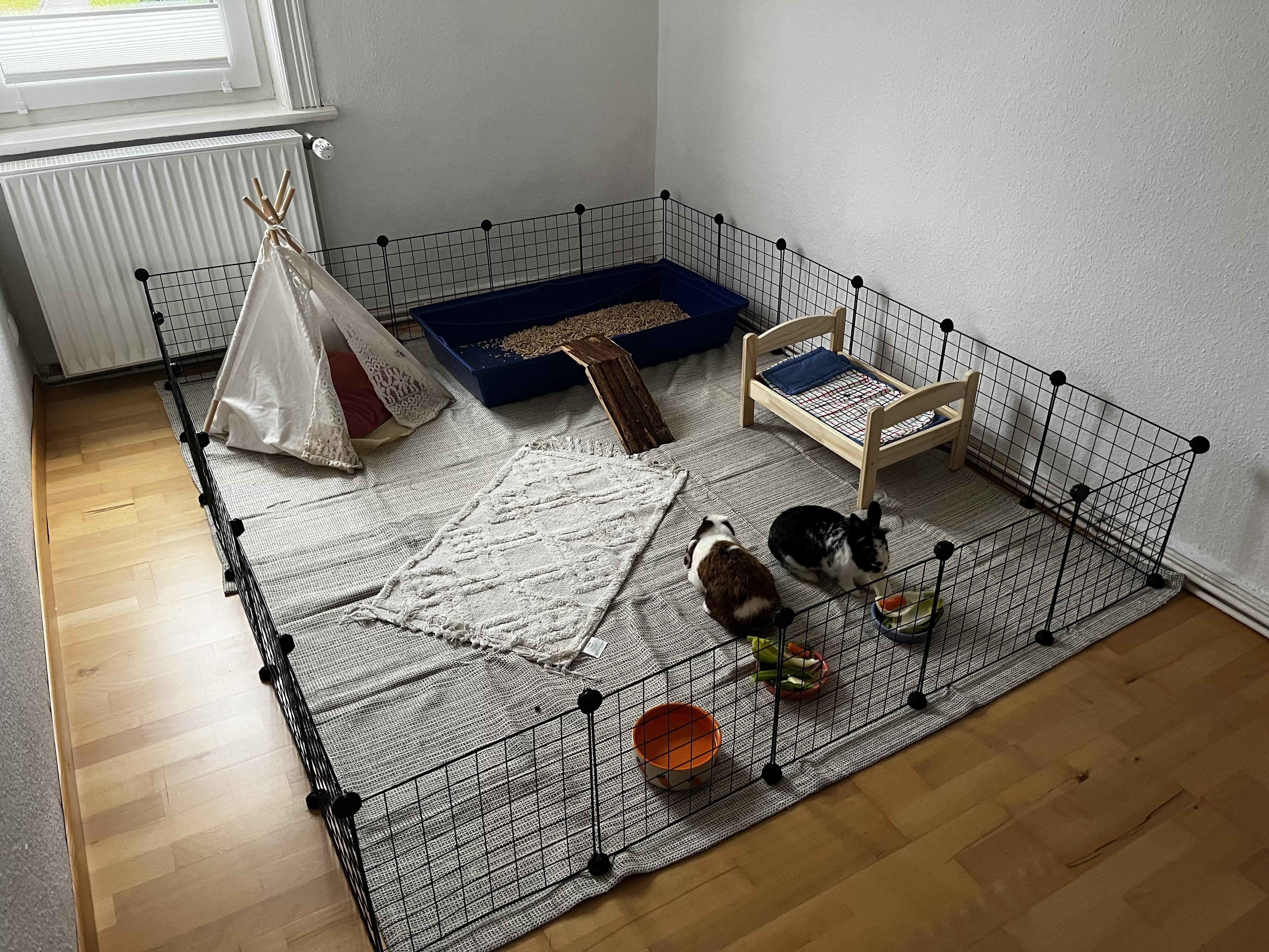 A calm pet rabbit sitting beside a roomy exercise pen set up in a living room at night with soft, dim lighting