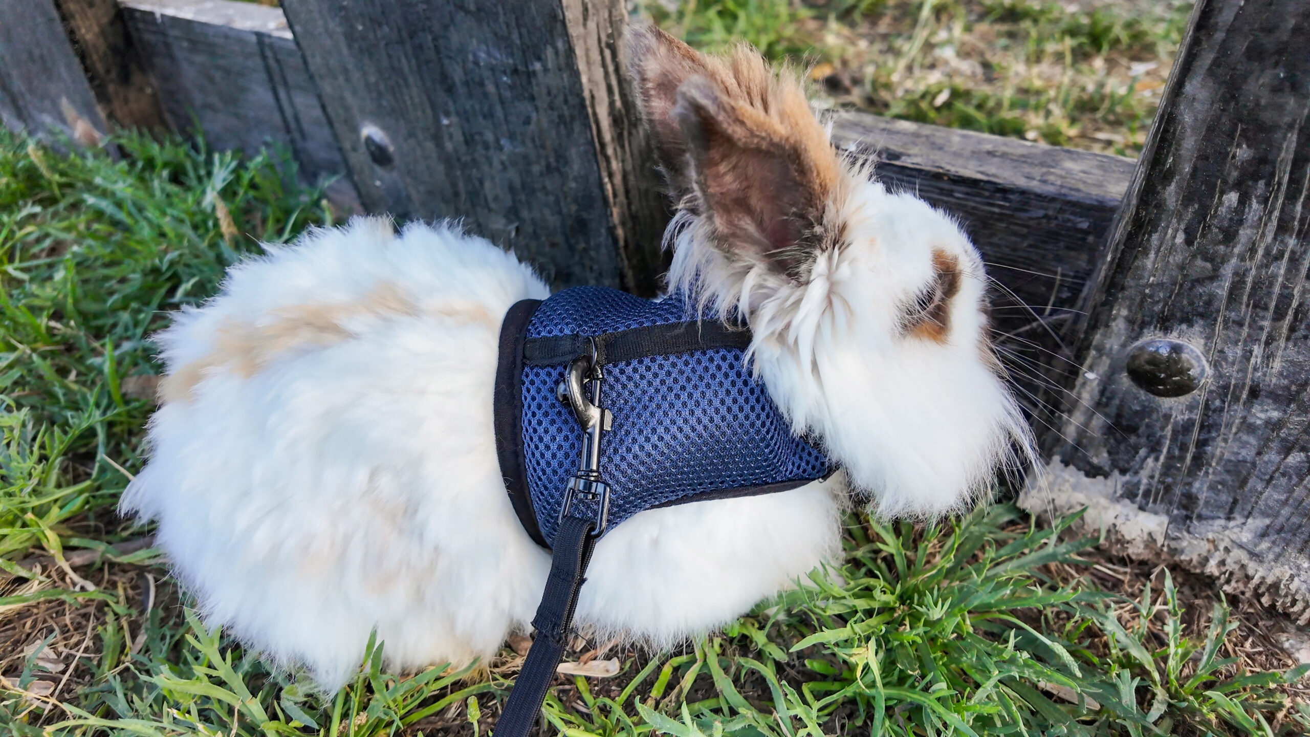 A calm rabbit indoors on a rug wearing a properly fitted H-style harness with two straps, one around the neck base and one behind the front legs, with space for two fingers under each strap