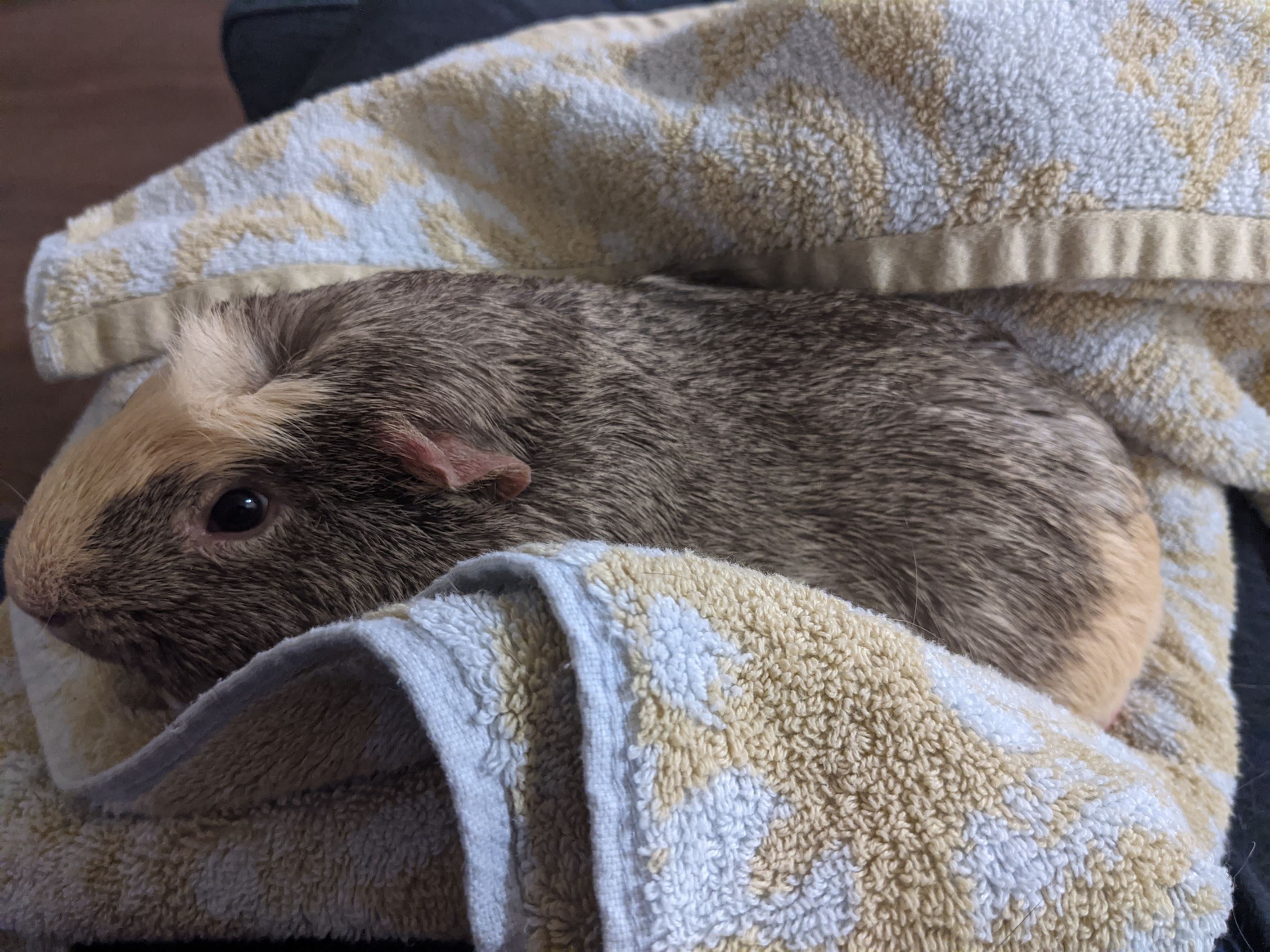 A caregiver holding a guinea pig wrapped snugly in a towel burrito with the guinea pig’s head uncovered and supported while preparing to offer a small syringe from the side
