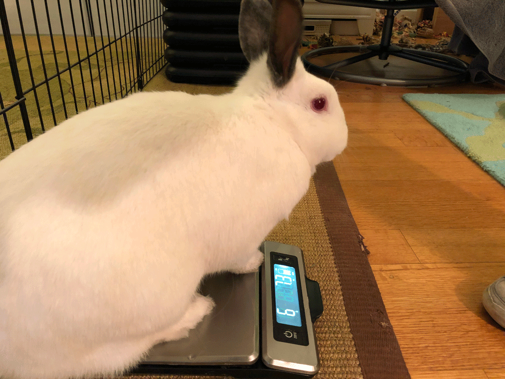 Safe Weight Loss for Overweight Rabbits and Guinea Pigs