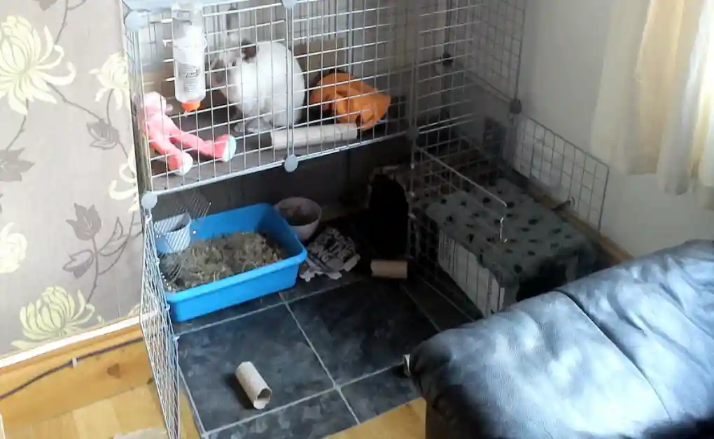 A clear vinyl floor protector placed under an indoor rabbit exercise pen to catch hay and protect hardwood floors