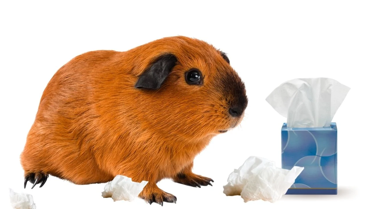 Upper Respiratory Infections in Rabbits and Guinea Pigs
