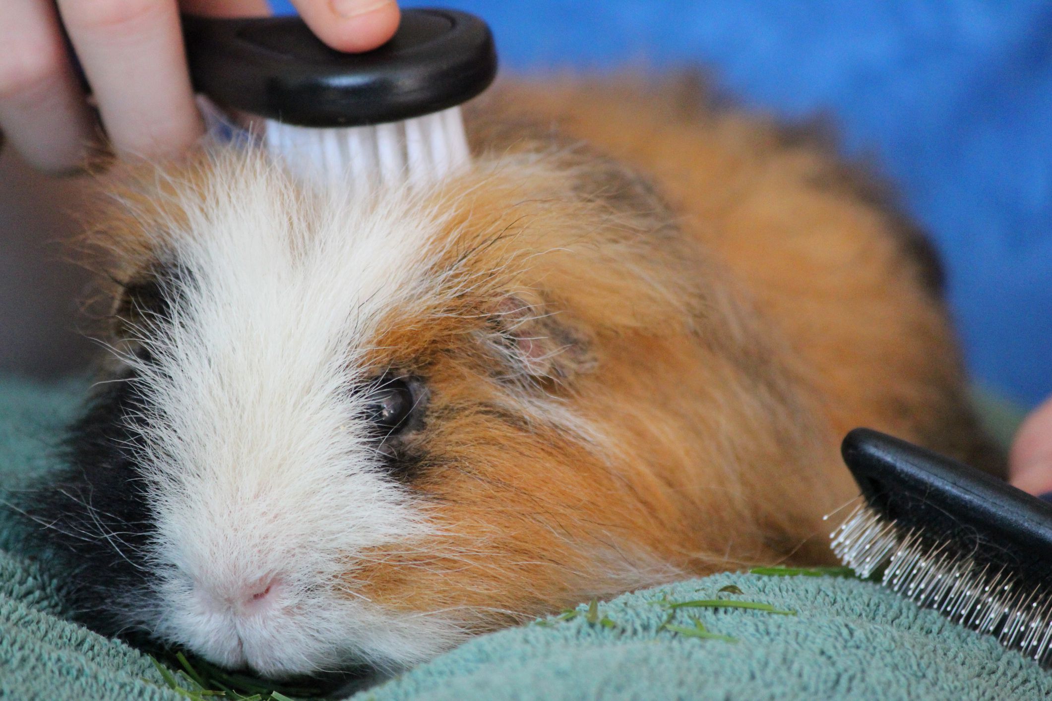 A close view of a guinea pig’s parted fur along the back while a caregiver uses a fine comb to check for tiny parasites
