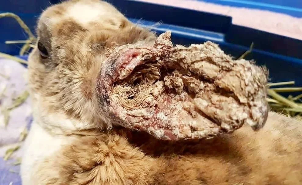 A close view of a rabbit being gently held while thick crusting is visible inside one ear