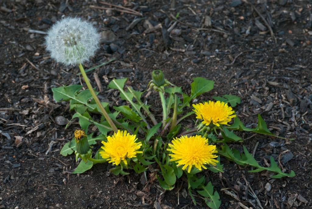 A dandelion rosette in grass, with jagged leaves radiating outward from the center
