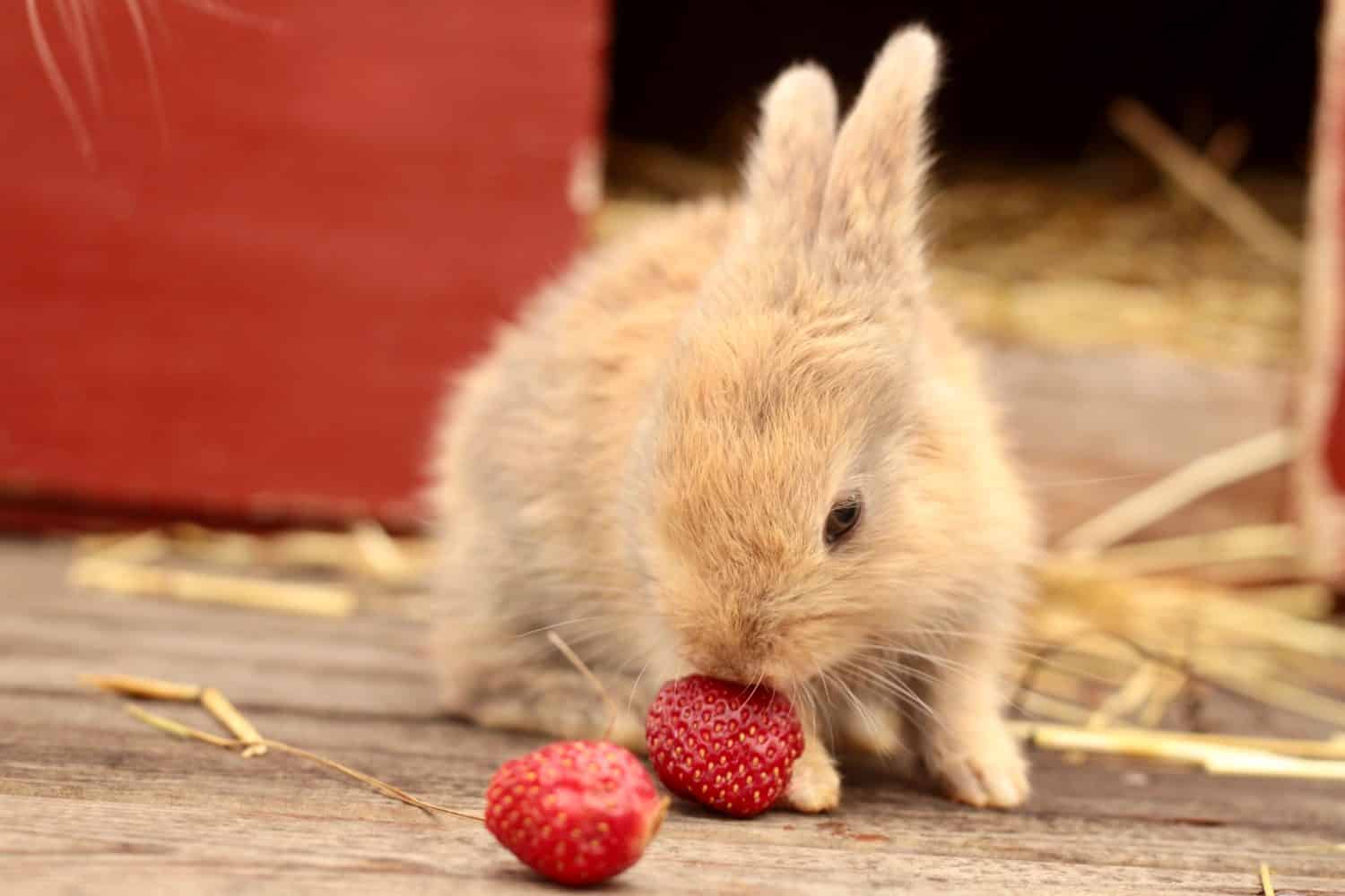 10 Safe Fruits for Rabbits and Guinea Pigs (With Strict Portions)