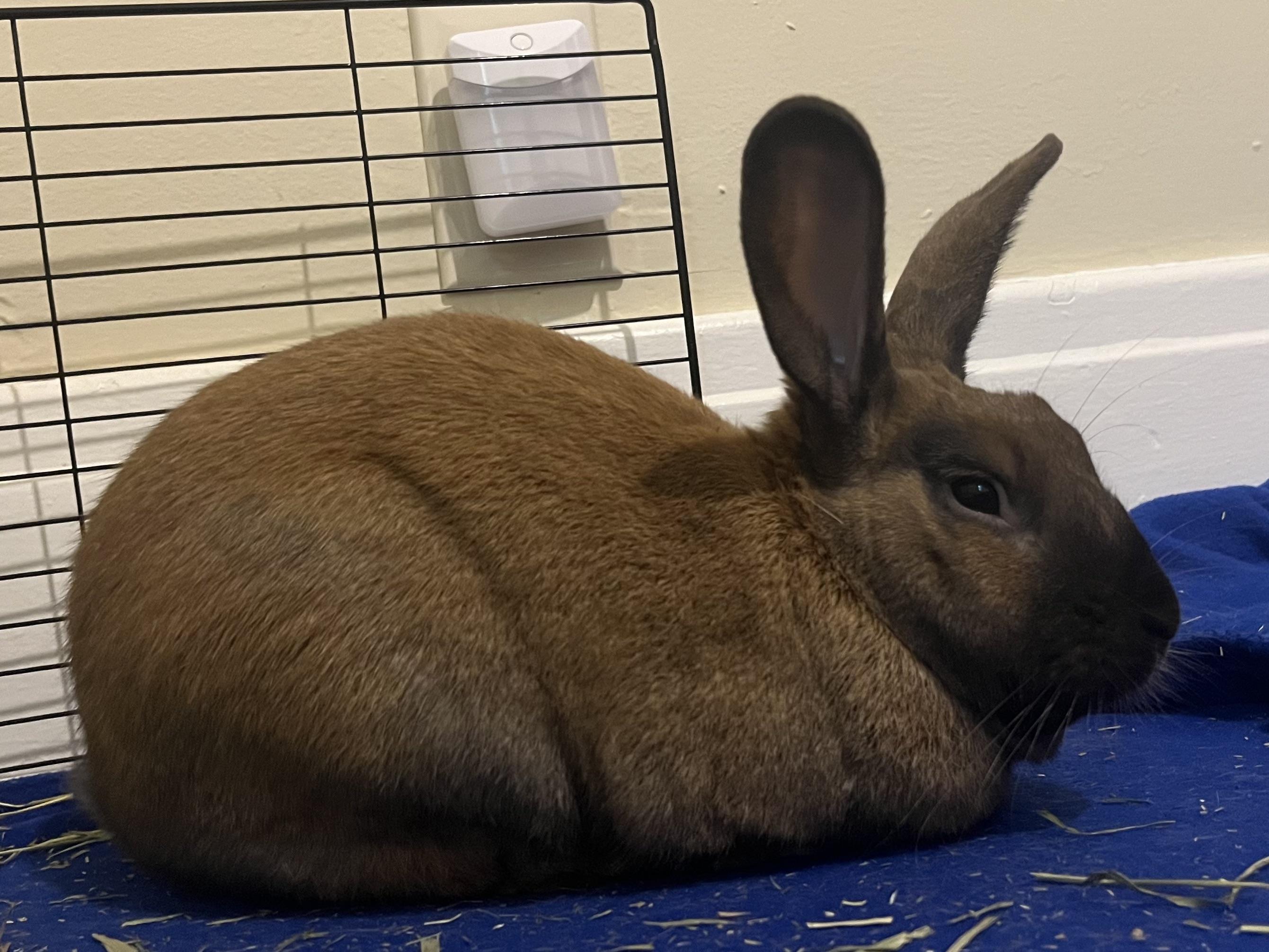 Recognizing GI Stasis in Rabbits and Guinea Pigs