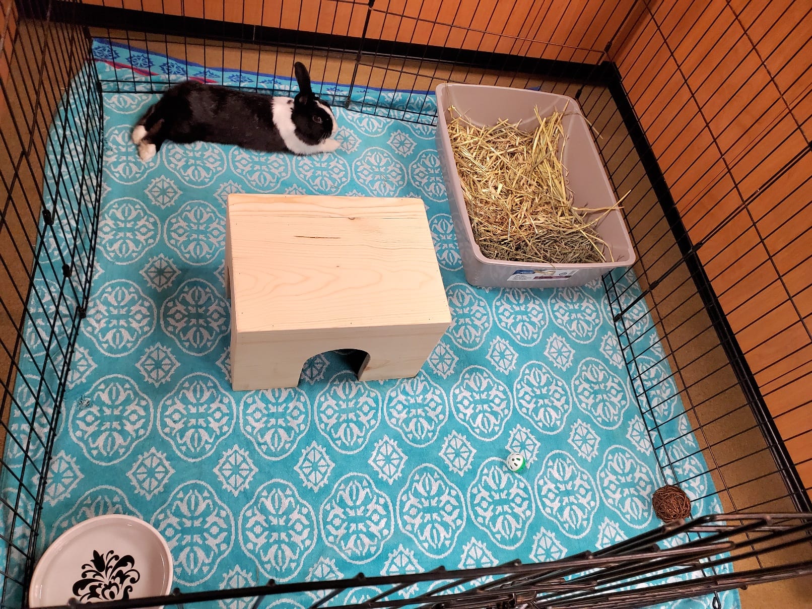 A domestic rabbit sitting inside a portable exercise pen on grass with a cardboard hide box and a water bowl, in a shaded backyard