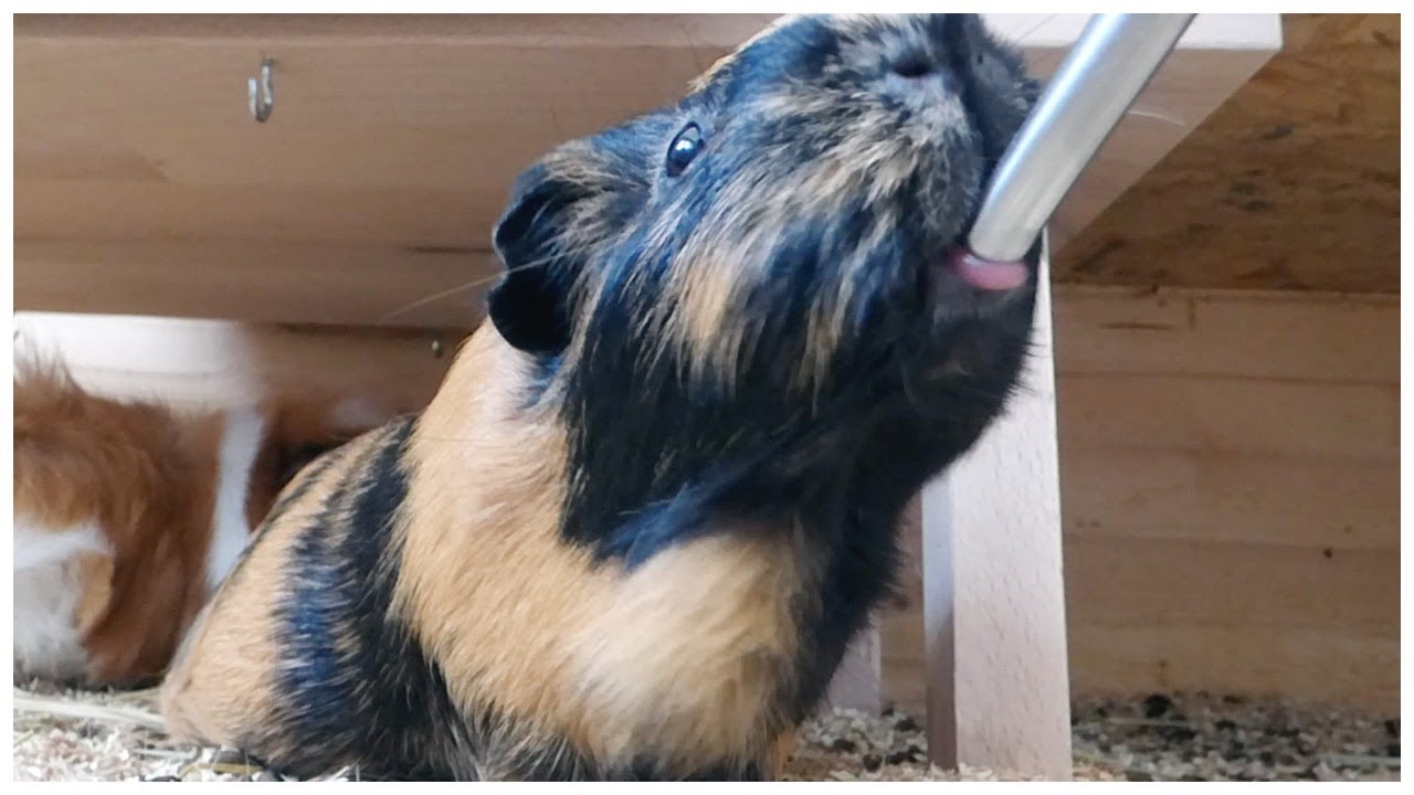A guinea pig drinking from a hanging water bottle attached to the side of a C&C cage, with the spout positioned at a comfortable height