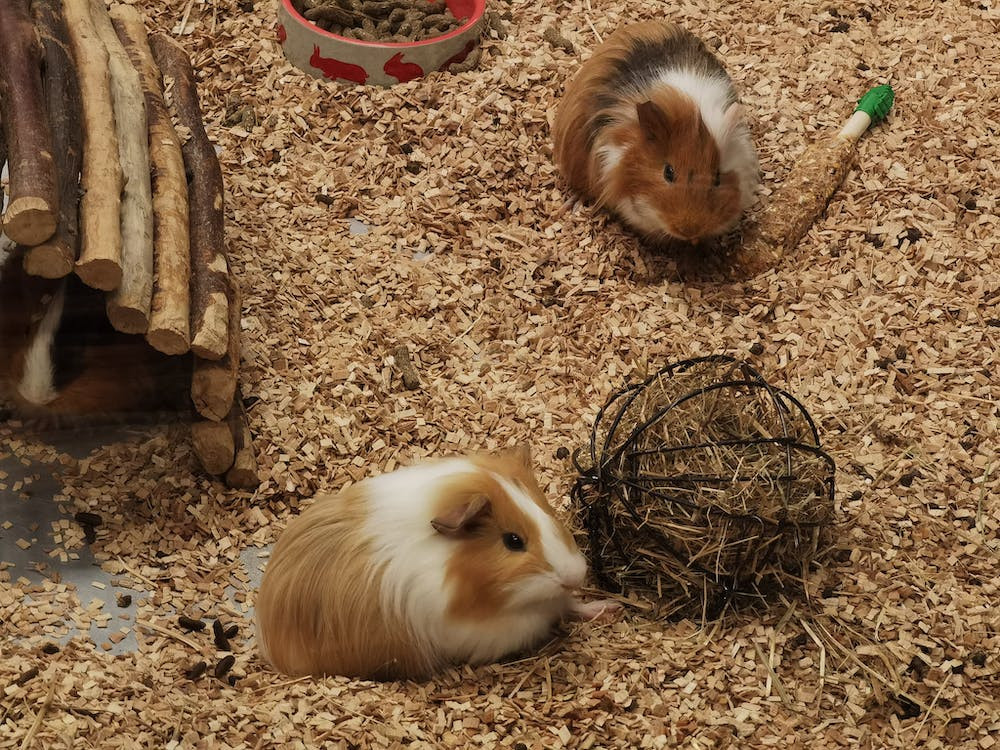 A guinea pig eating fresh hay from a pile on fleece bedding, with relaxed posture and bright eyes