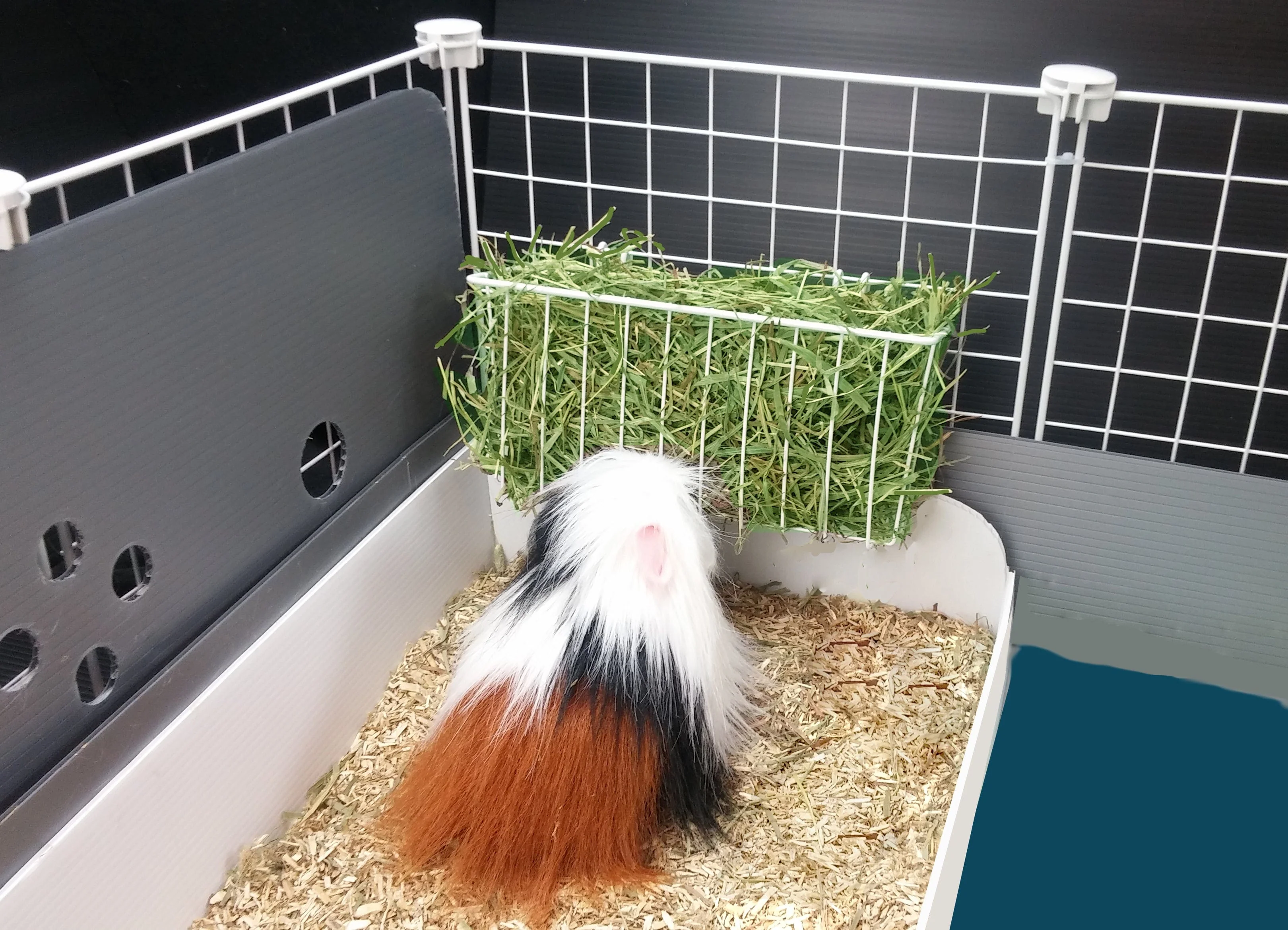 A guinea pig eating timothy hay from a securely attached metal grid hay feeder inside a C&C enclosure.