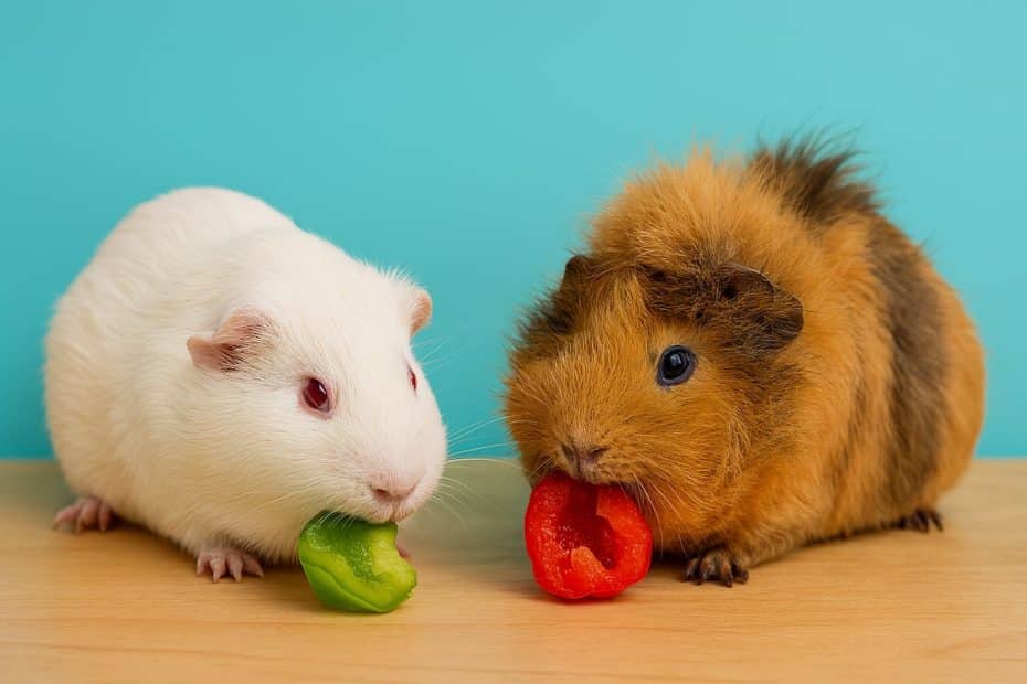 Daily Vitamin C for Guinea Pigs