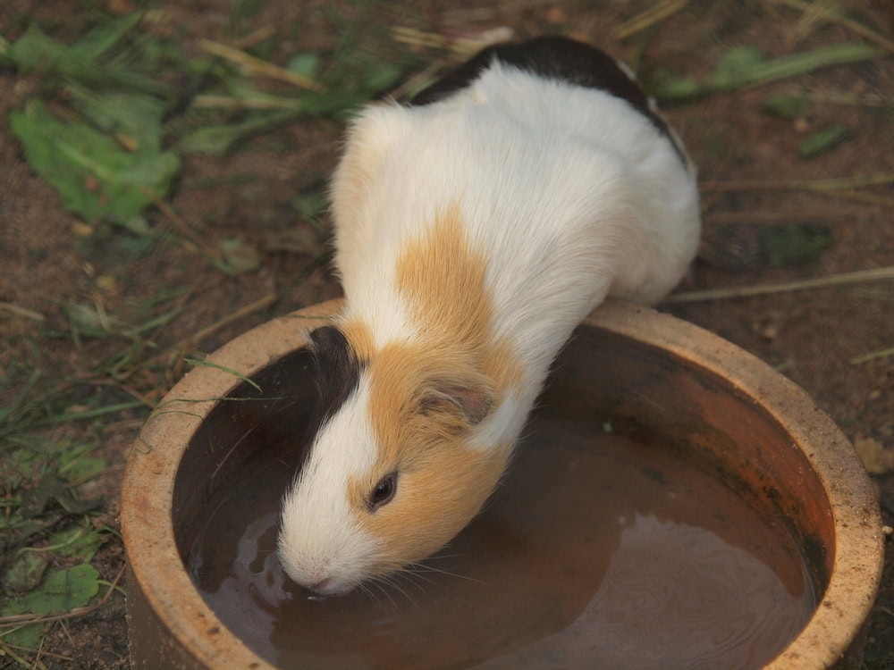Water Bottles vs. Bowls for Rabbits and Guinea Pigs