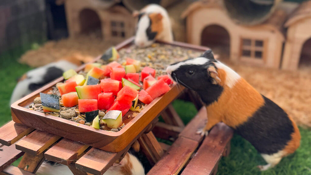 A guinea pig on a towel-covered lap nibbling a tiny seedless watermelon cube offered by a person