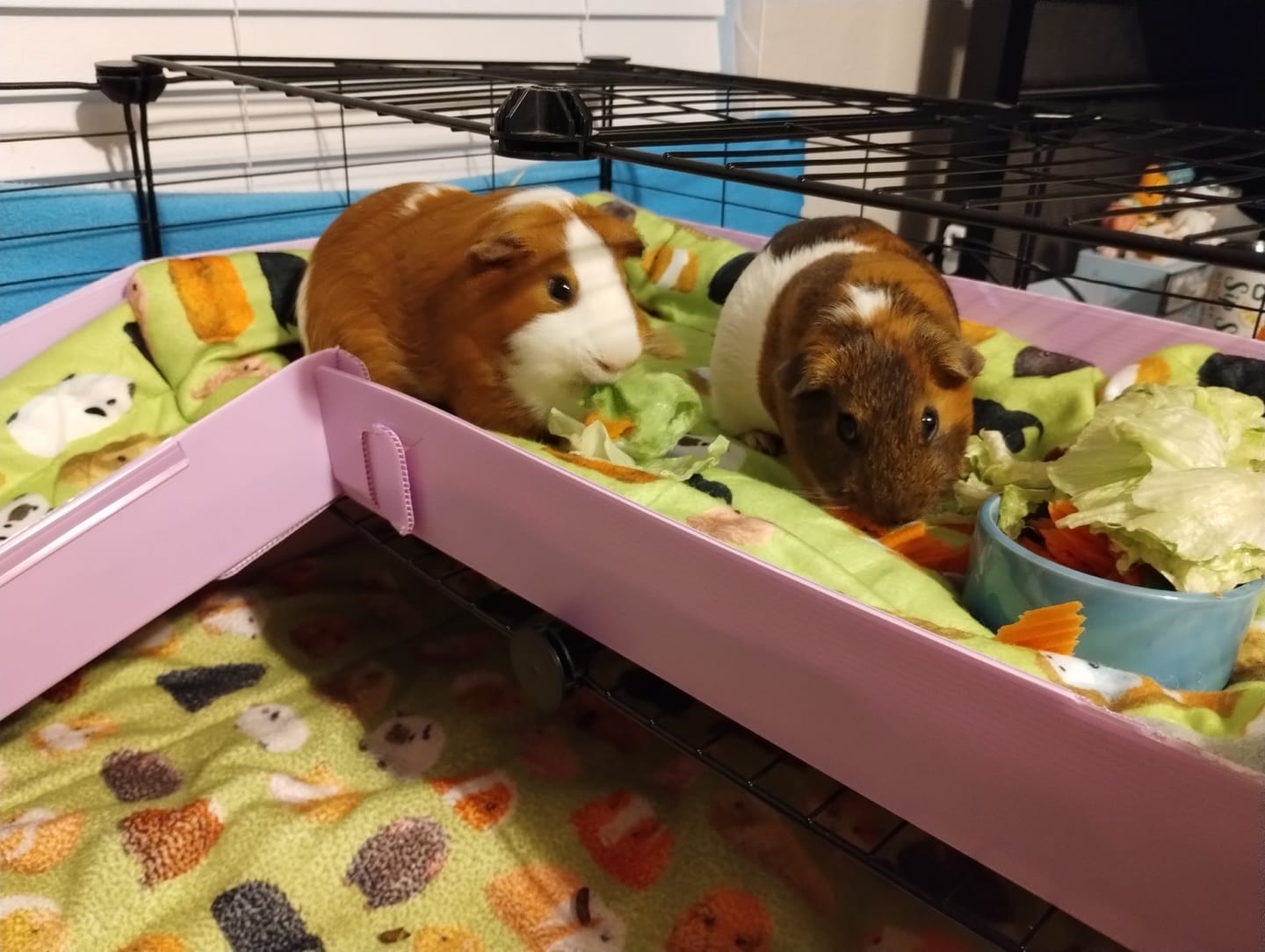 A guinea pig running across an open fleece-lined center area inside a roomy enclosure with hides placed along the edges