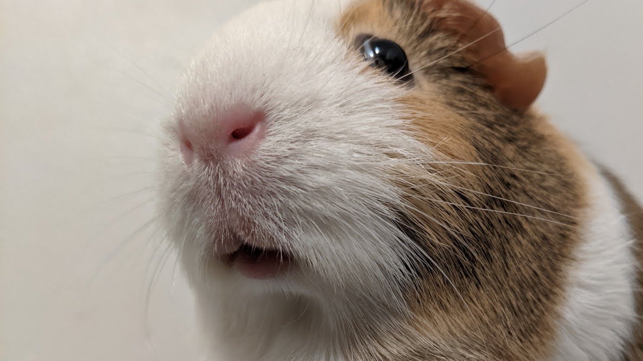 A guinea pig sitting in bedding inside a roomy enclosure with its head slightly raised and mouth partly open in a tense warning posture