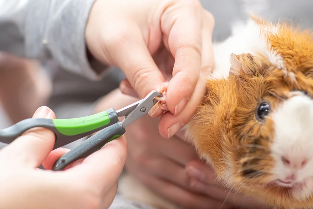 A guinea pig sitting on a soft towel while a person gently holds its hind foot and trims the nail tips with small clippers