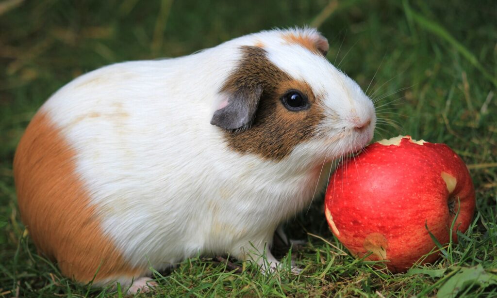 A guinea pig sitting on fleece bedding nibbling a tiny peeled apple cube held near its mouth