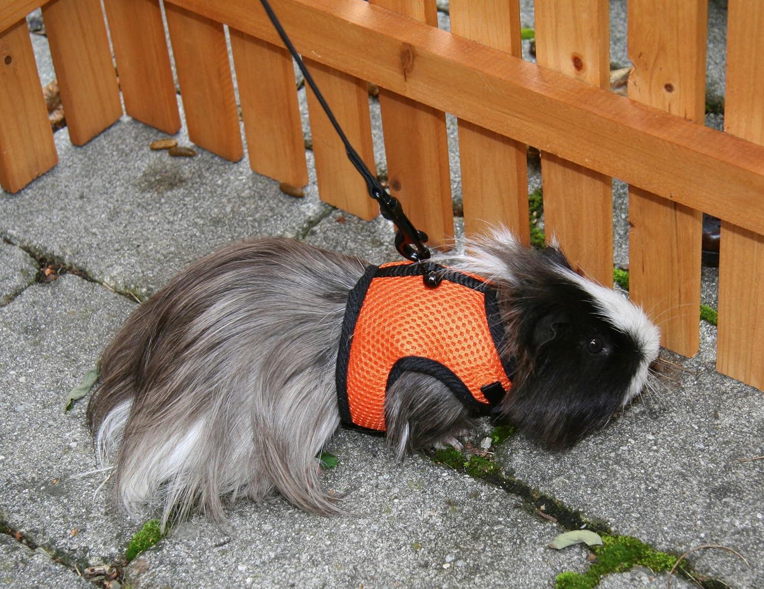 A guinea pig wearing a small harness indoors on a fleece blanket while the owner offers a piece of cilantro, with the guinea pig staying close to a hidey