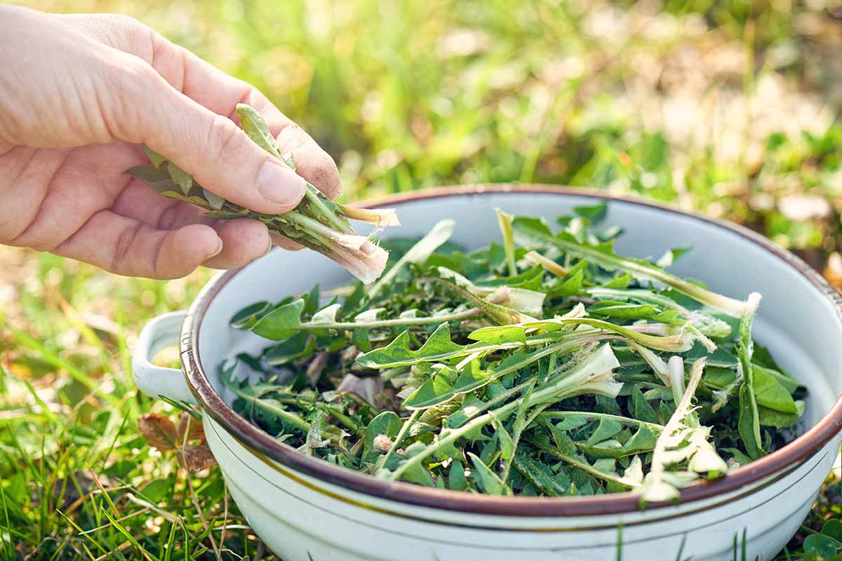 Foraging Safe Backyard Weeds for Rabbits and Guinea Pigs
