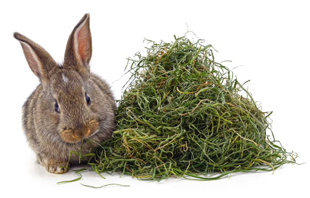 A healthy rabbit eating timothy hay in a clean indoor enclosure.