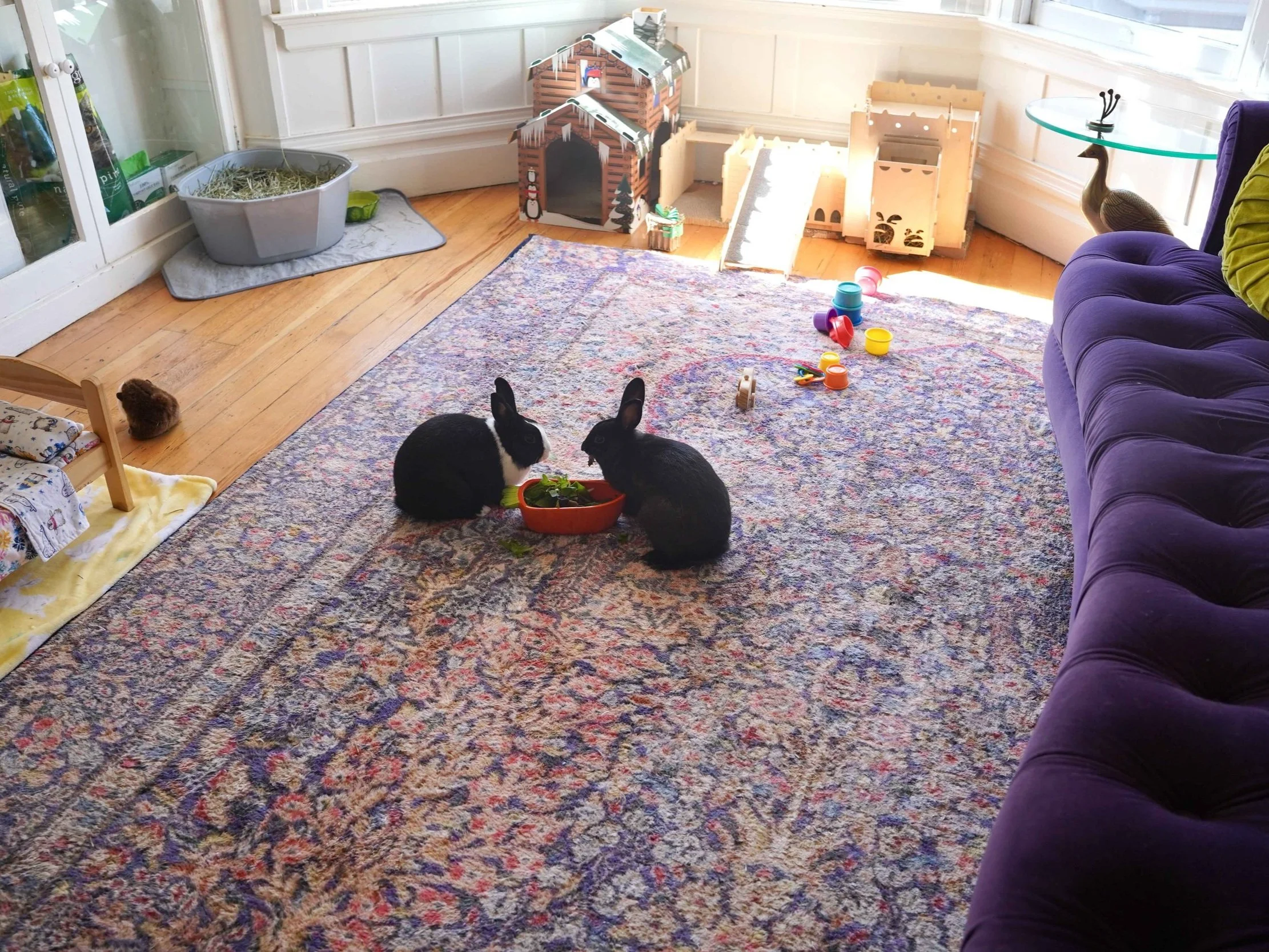Bunny-Proofing Your Home