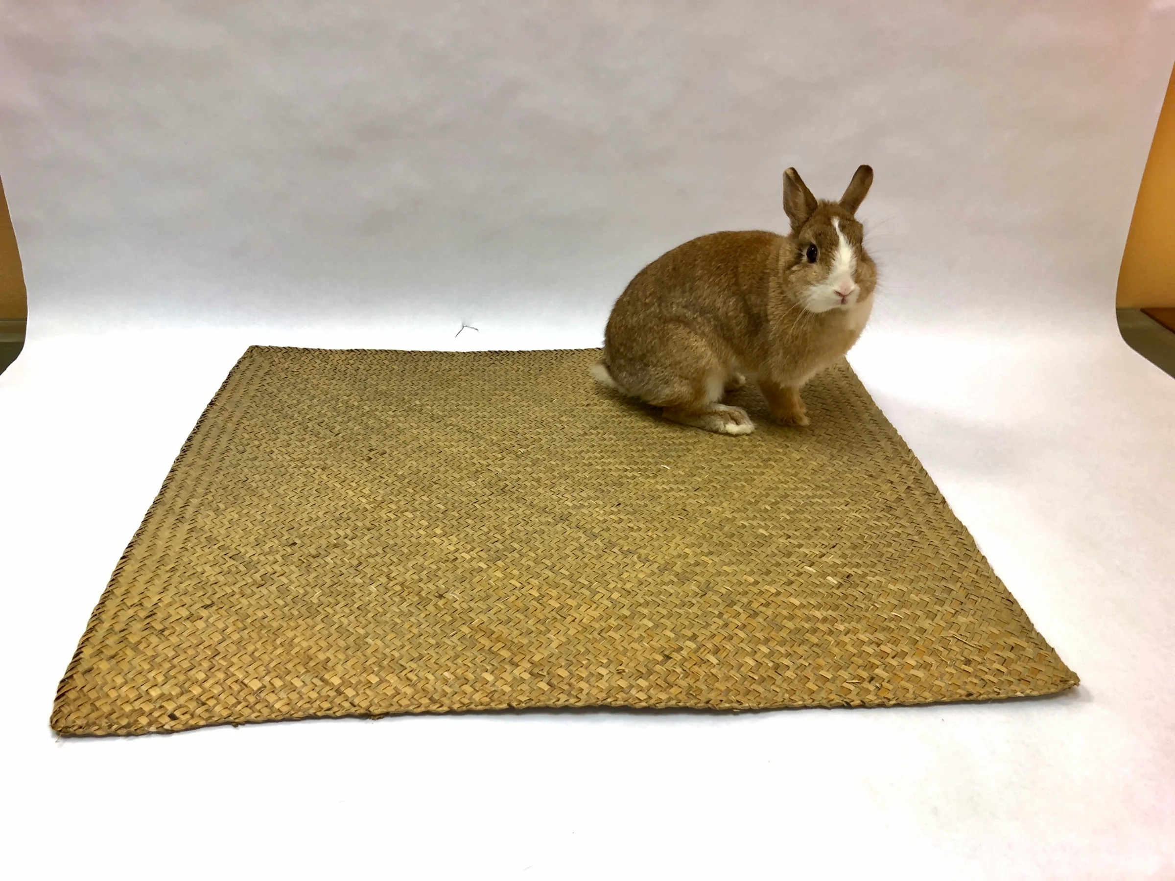 A house rabbit sitting with front paws on a woven seagrass mat placed on top of fleece in a pen