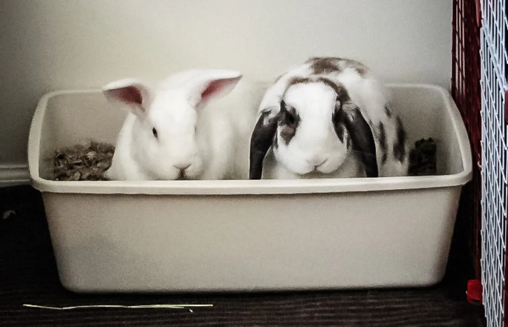 A large plastic cat litter pan placed inside an indoor rabbit enclosure on a washable mat, ready to be filled
