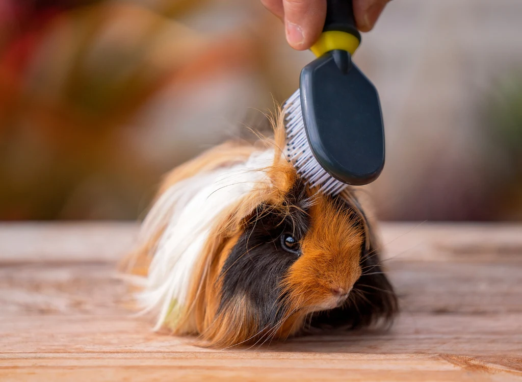 A long-haired guinea pig sitting on a fleece pad while a person gently combs the coat with a metal greyhound comb