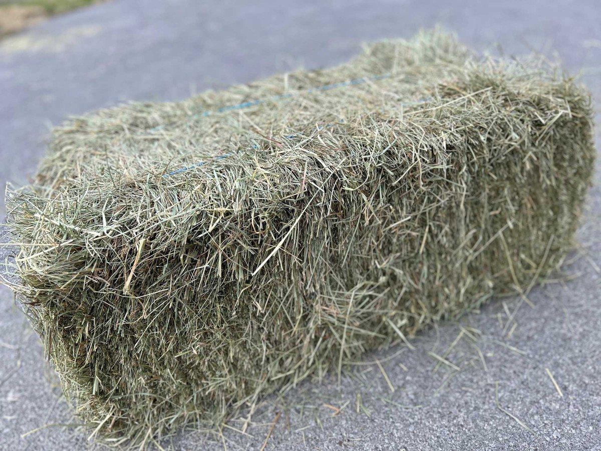 Timothy, Orchard, or Alfalfa Hay?