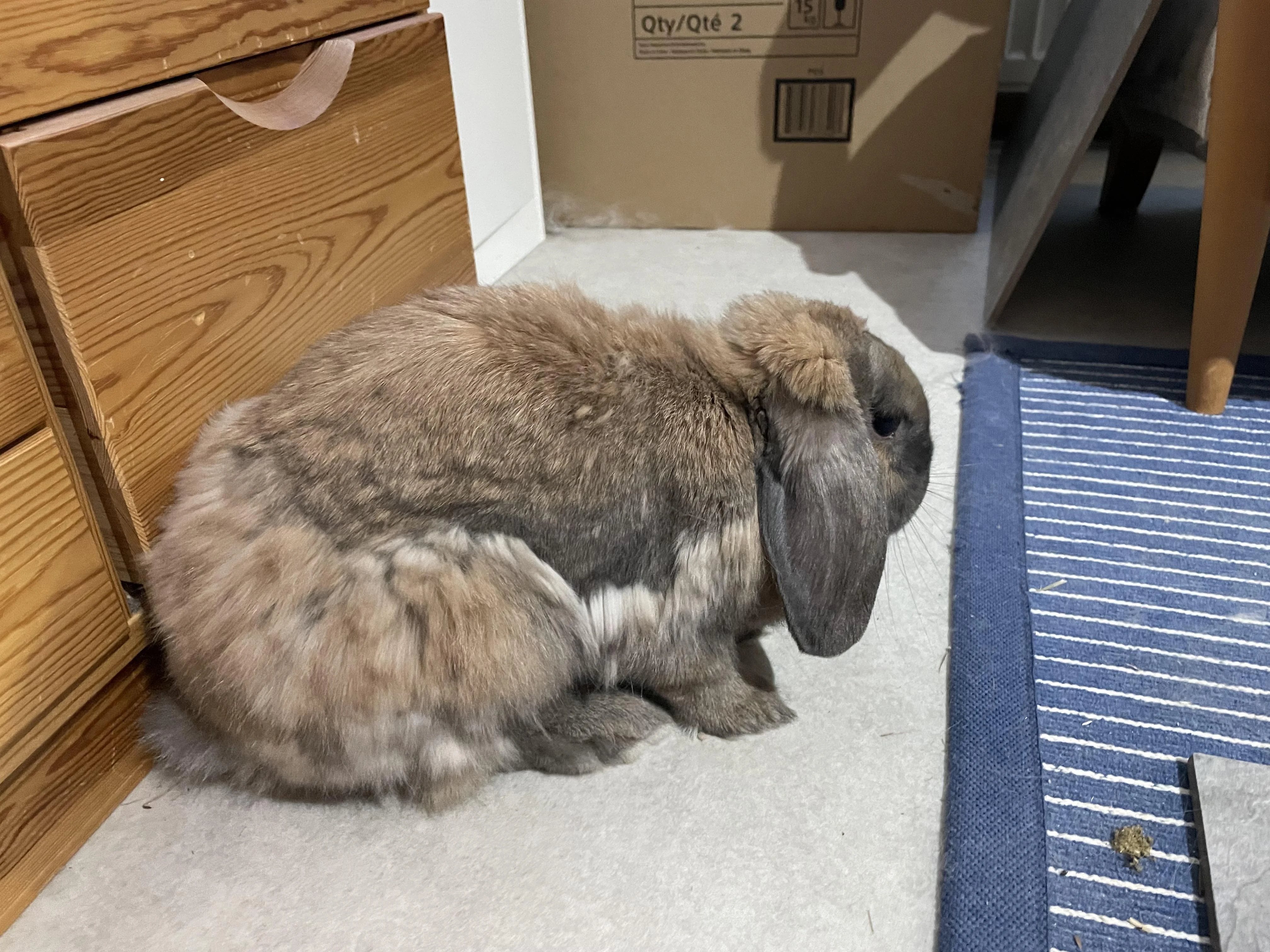 Grooming Molting Rabbits and Long-Haired Guinea Pigs