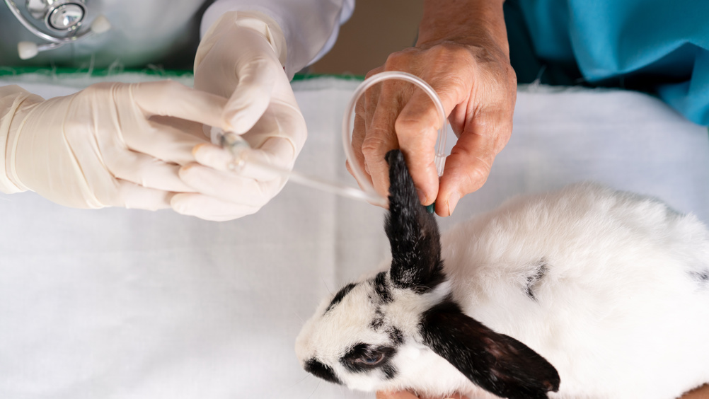 A person gently holding a rabbit on a fleece blanket while lifting one ear to look inside under a bright lamp