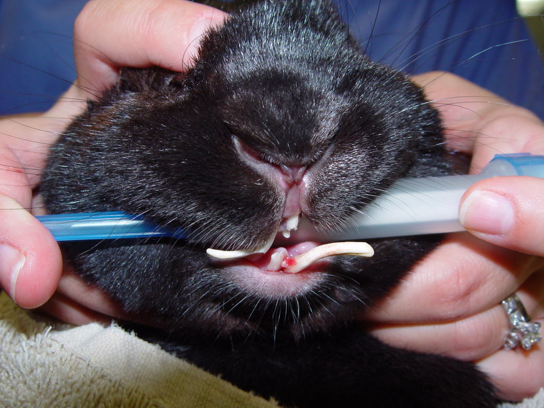 Dental Care for Rabbits and Guinea Pigs