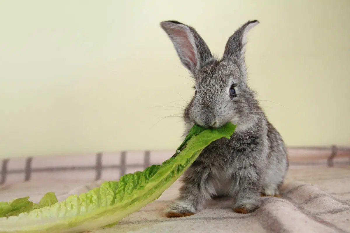 Safe and Toxic Vegetables for Rabbits and Guinea Pigs