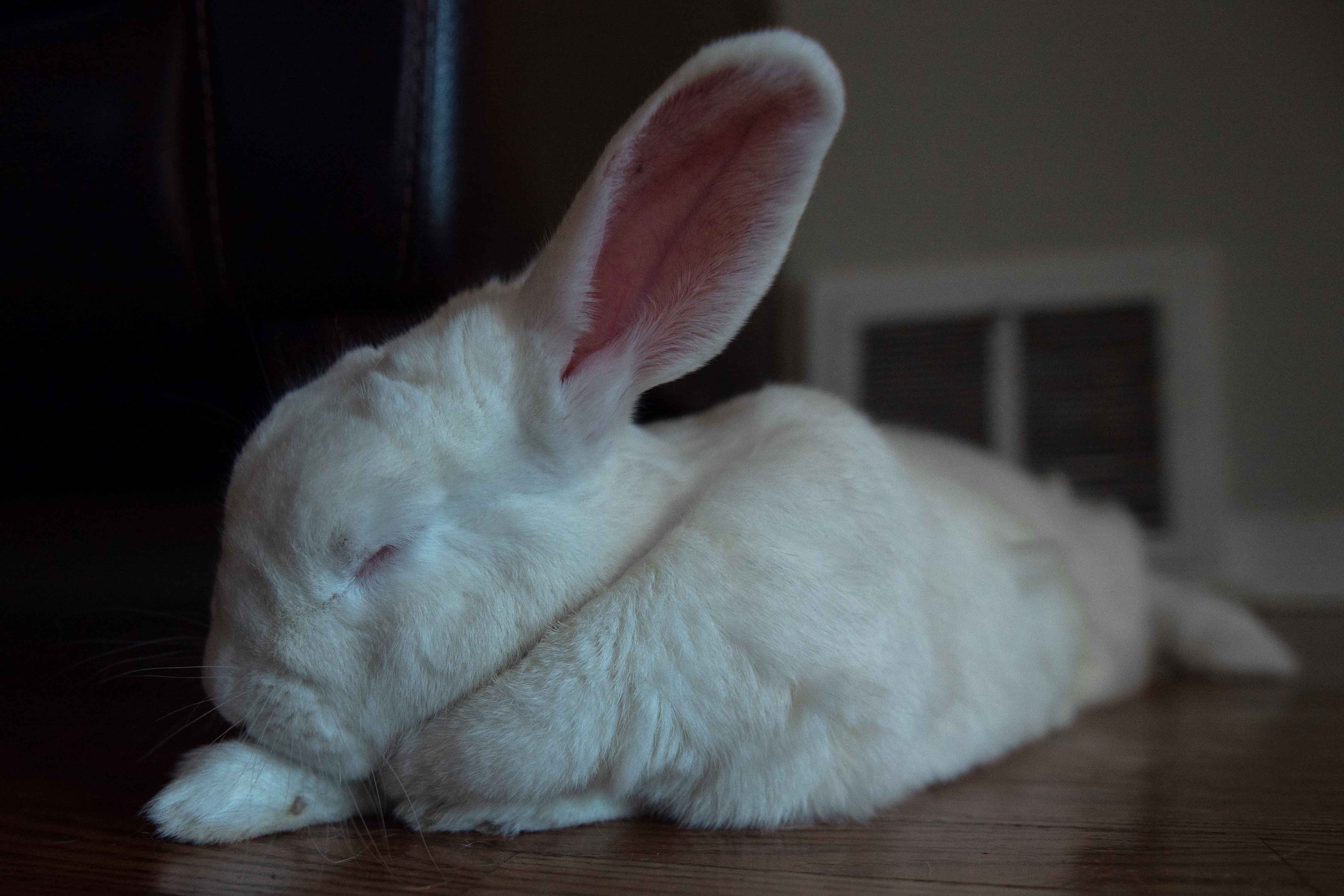 A pet rabbit resting in an indoor playpen positioned too close to a wall air vent, with the vent visible behind the enclosure
