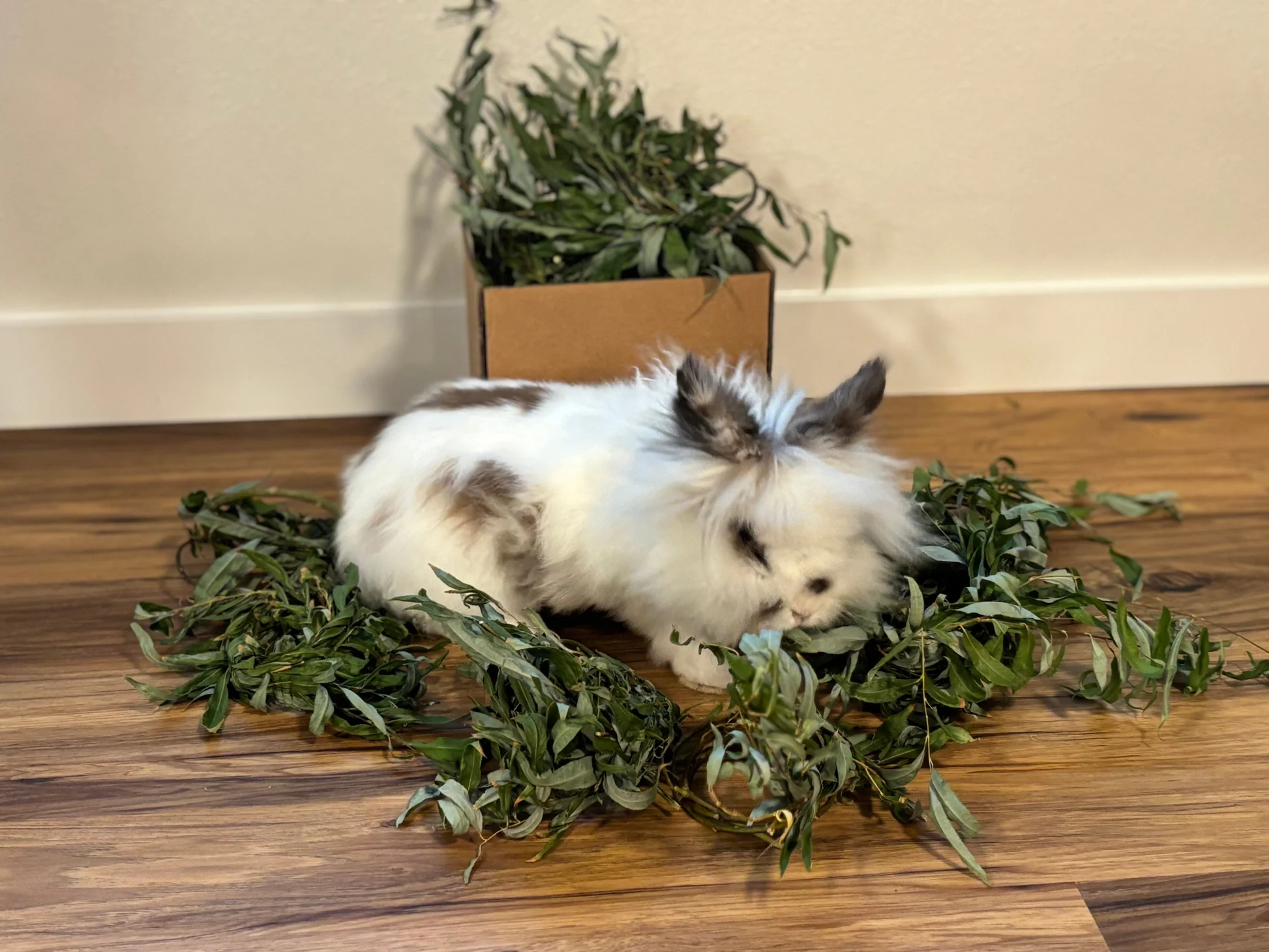 A rabbit chewing a bundle of clean willow sticks on a fleece-covered floor