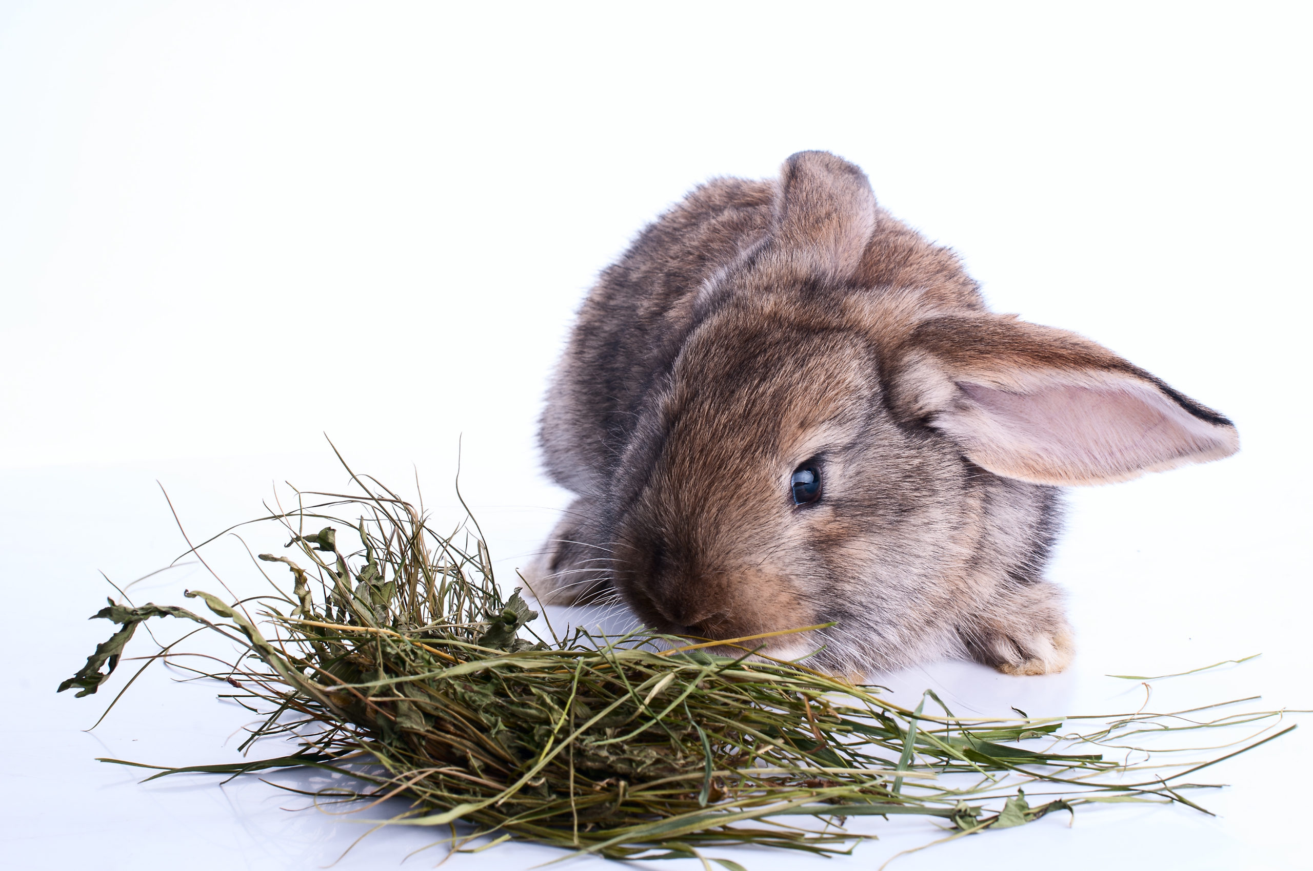 A rabbit eating a mouthful of timothy hay from a large, overstuffed hay pile in an indoor enclosure