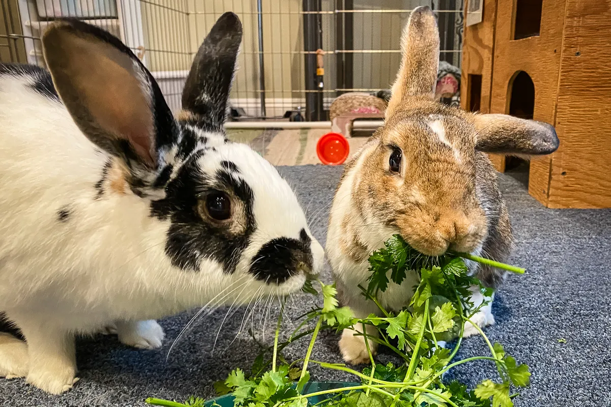 A rabbit gently taking a sprig of cilantro from a person’s open hand while the person sits on the floor