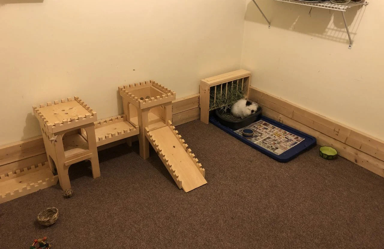Boredom in Rabbits and Guinea Pigs: Signs and Chewing Fixes
