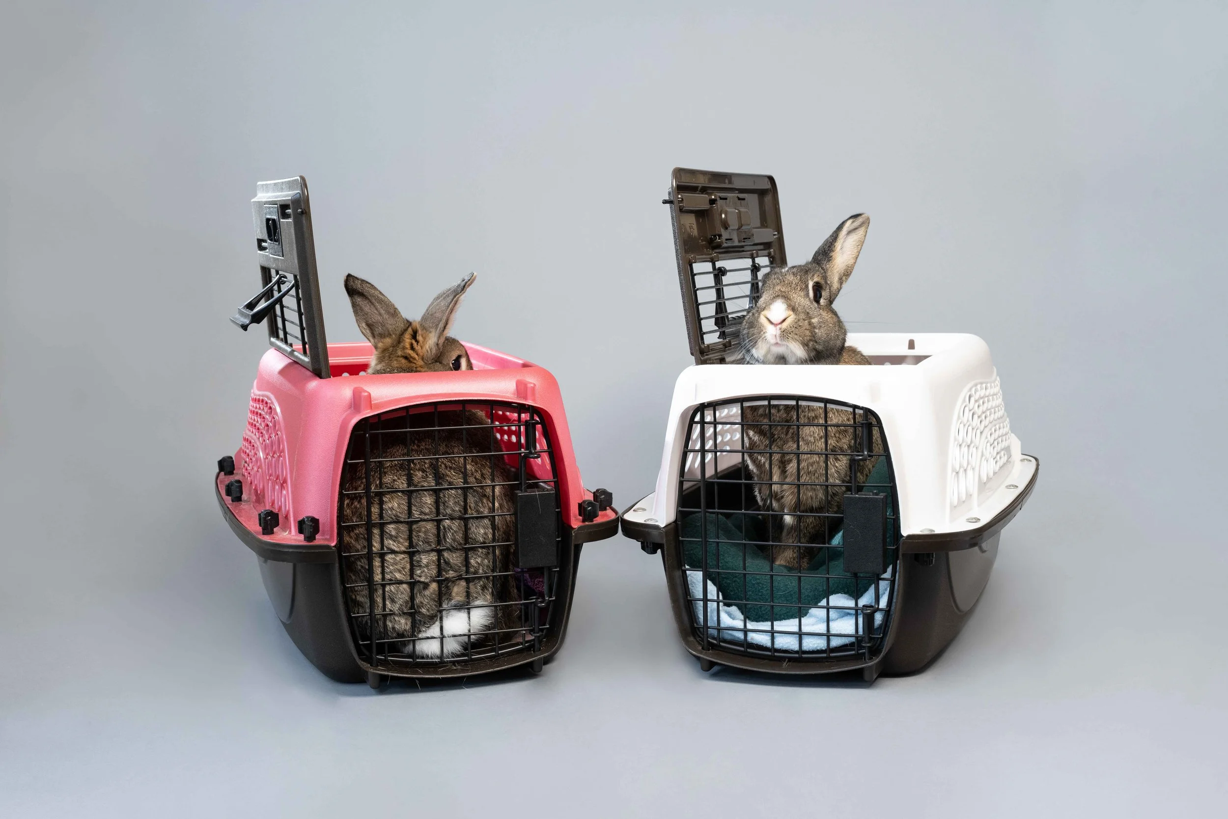 A rabbit resting on a soft fleece towel inside a hard-sided pet carrier, ready for transport to a veterinarian.