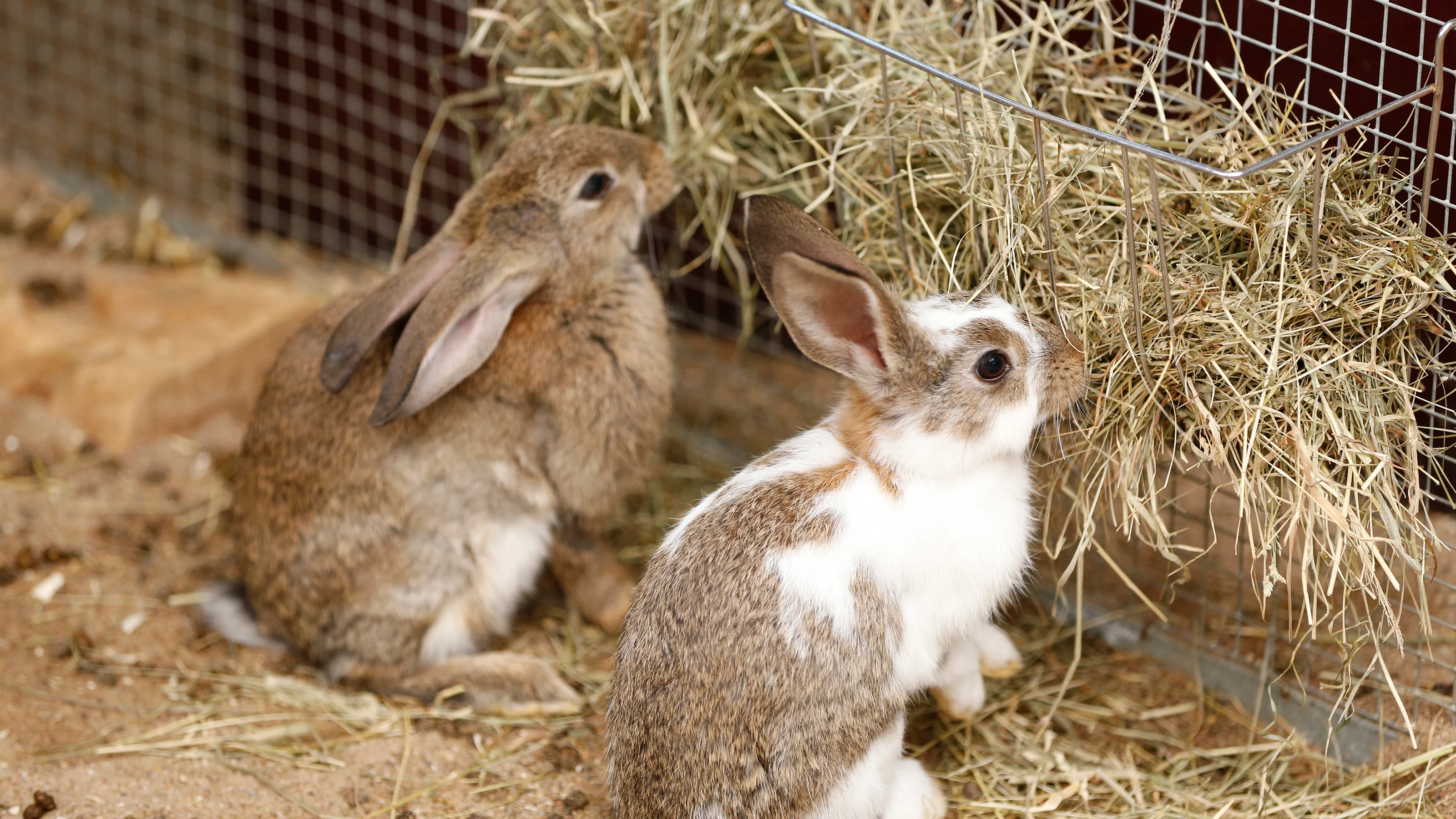 A rabbit sitting comfortably beside a pile of fresh hay in an indoor pen after care time, appearing relaxed and focused on eating