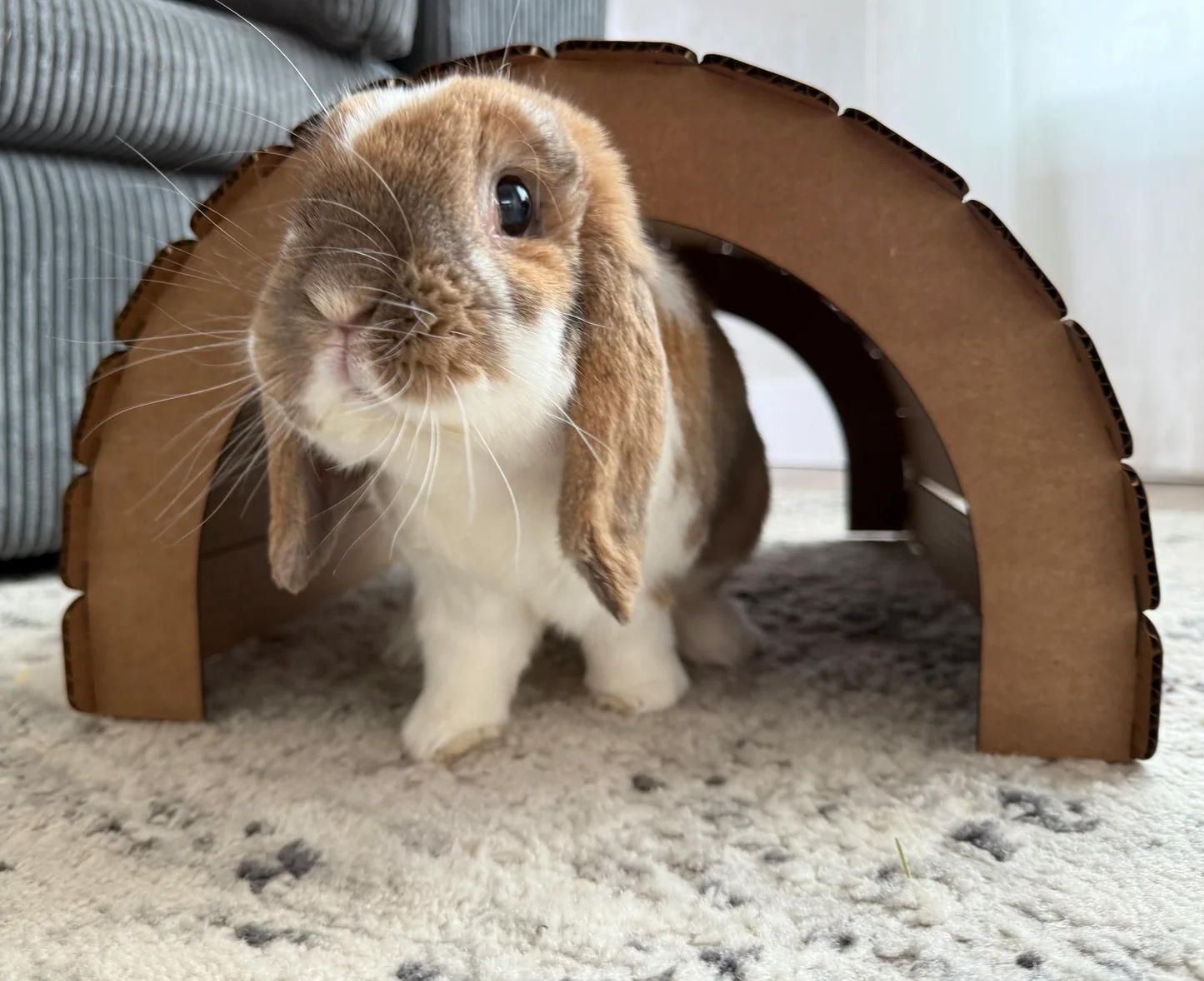 A rabbit sitting half inside a large cardboard tunnel with two openings on a rug, with bits of hay scattered nearby