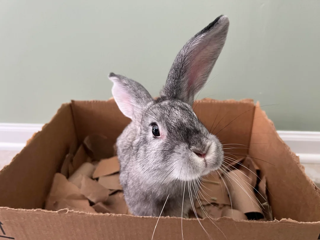 A rabbit sitting with front paws in a large cardboard dig box filled with shredded paper and hay in a living room