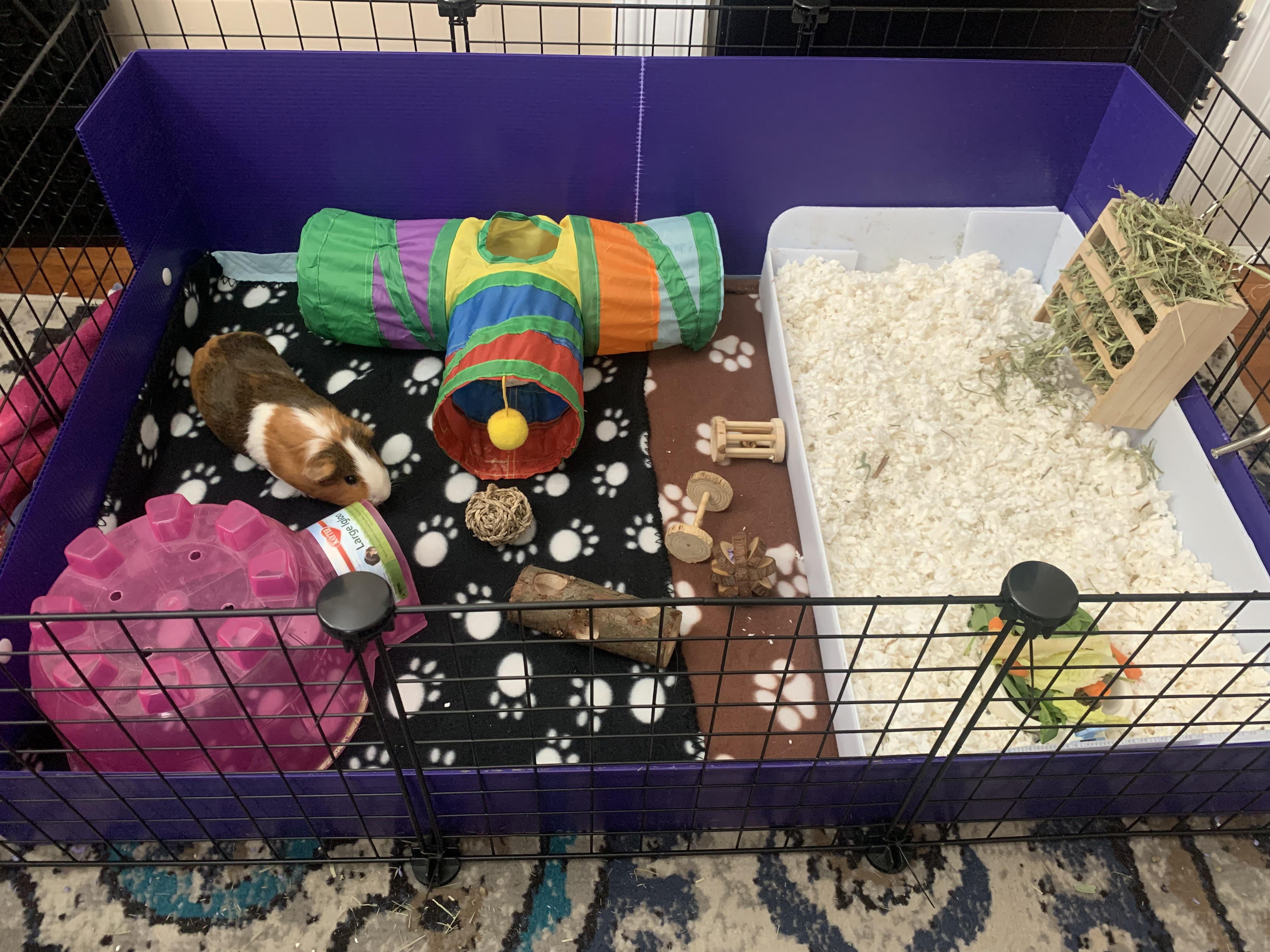 A rabbit standing beside a large litter box filled with paper bedding and hay, inside an indoor exercise pen