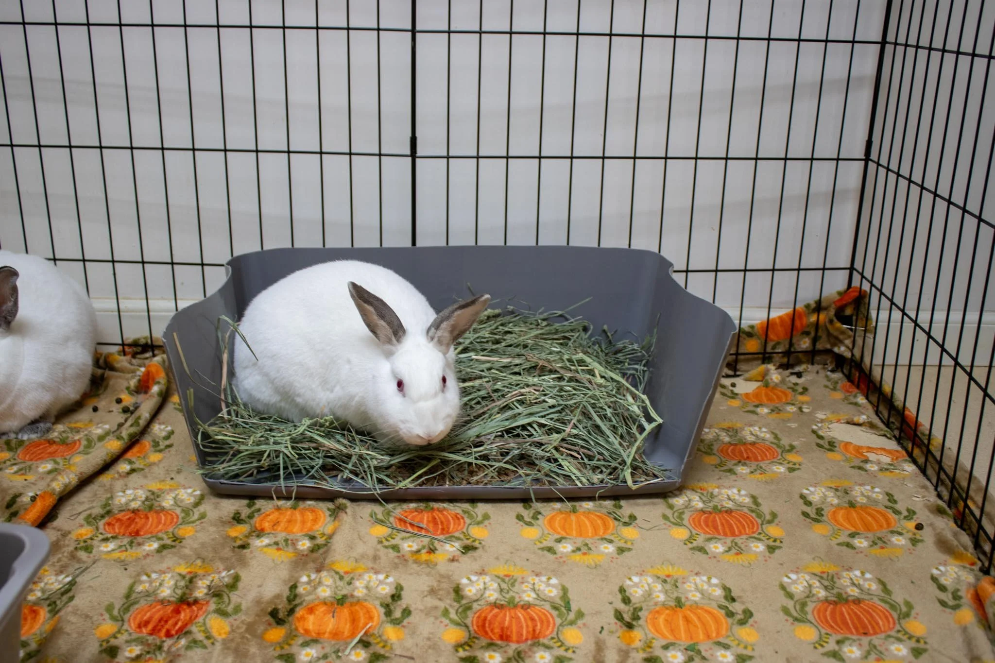 Keep Your Rabbit or Guinea Pig Enclosure Fresh Longer
