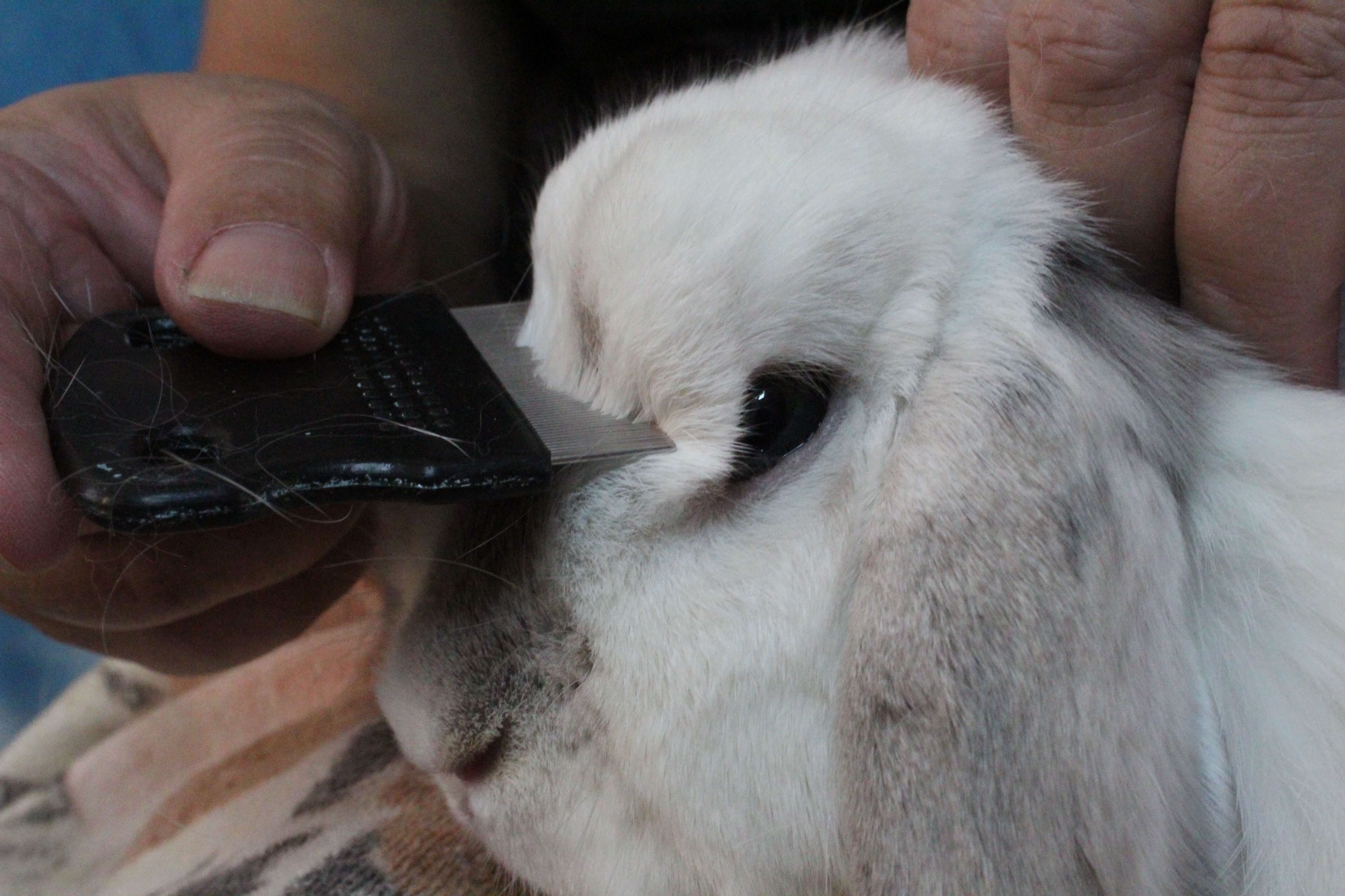 A relaxed house rabbit sitting on a living room rug while an owner gently parts the fur at the shoulder to check the skin